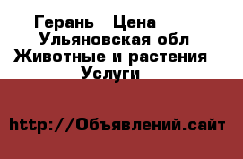 Герань › Цена ­ 60 - Ульяновская обл. Животные и растения » Услуги   